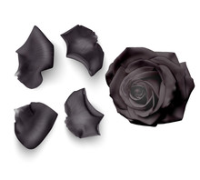 Set Of Black Rose Petals , Close-up On A White Background Can Be Used For Design Of Romantic Greetings. Vector Eps10 Illustration