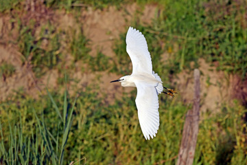 Wall Mural - Seidenreiher (Egretta garzetta) - Little egret