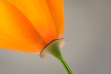 Single Orange Wildflower California Poppy