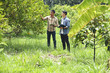 Asian smart farmer are monitoring the growth of trees in the plots