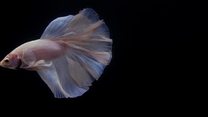 Sticker - Super slow motion of Siamese fighting fish (Betta splendens), well known name is Plakat Thai, Betta is a species in the gourami family, which is a popular fish in the aquarium trade