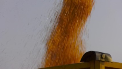 Wall Mural - Grain being loaded into a truck trailer. Pouring corn grain into tractor trailer after harvest at field 