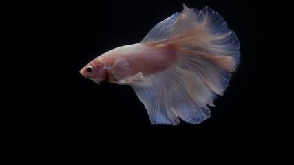 Sticker - Super slow motion of Siamese fighting fish (Betta splendens), well known name is Plakat Thai, Betta is a species in the gourami family, which is a popular fish in the aquarium trade