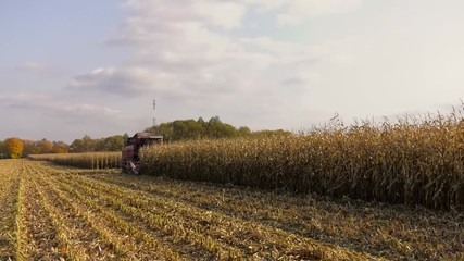 Wall Mural - Big harvester in the field on a sunny day mowing ripe, dry corn. Autumn harvest. Red harvester working on corn field at sunset.