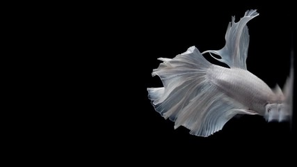 Sticker - Super slow motion of Siamese fighting fish (Betta splendens), well known name is Plakat Thai, Betta is a species in the gourami family, which is a popular fish in the aquarium trade