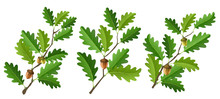 Oak Branch Set With Acorn And Fresh Green Leaf, Isolated On White. Vector Illustration For ECO Nature Design, Tree Or Bush