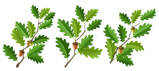 Wall Mural - Oak branch set with acorn and fresh green leaf, isolated on white. Vector illustration for ECO nature design, tree or bush