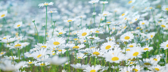 Wall Mural - Daisies in the field. Summer bright landscape with beautiful wild flowers camomiles. Panorama with daisy wildflowers.