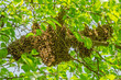 © Darios - swarm of honey bees hanging up on a tree in summertime