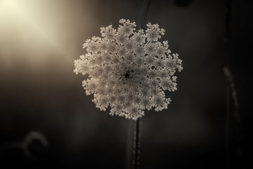  delicate wild white meadow flower lit by warm evening summer sun on a calm background