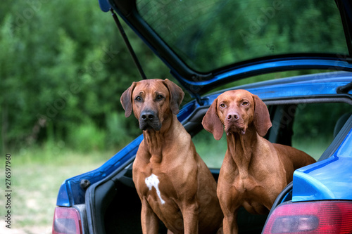 vizsla rhodesian ridgeback