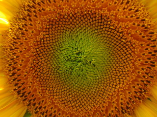 closeup of sunflower