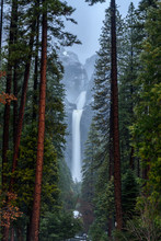 Towering Pines And Lower Yosemite Falls In Winter