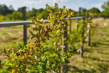 Unripe blackberries in the garden