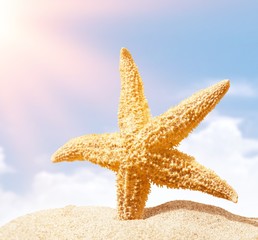 Canvas Print - Starfish on Beach Sand. Close up