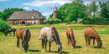 A Group Of Horses Eating Grass In A Dutch Meadow In Front Of The Dutch Traditional Village The Ooij In Gelderland, Netherlands