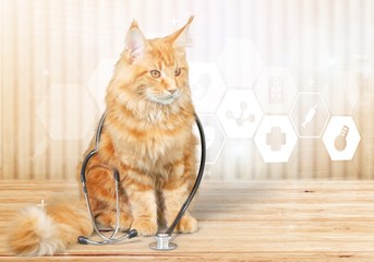 Canvas Print - Cat with a stethoscope on his neck.looking at camera. isolated on white background