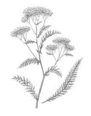 Yarrow Pencil Illustration Isolated on White