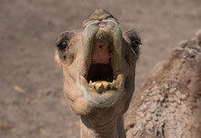 Close Up Of The Face Of A Dromedary With The Mouth Open Waiting For Food