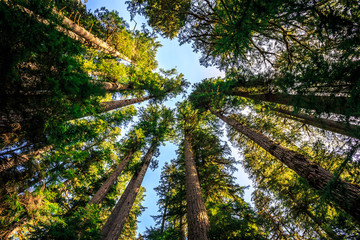 Looking up to the Trees, Olympic National Forest