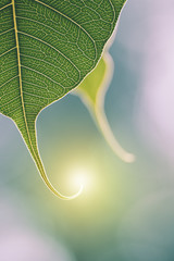 Wall Mural - Green Bo leaf with Sunlight  in the morning, Bo tree  representing Buddhism in thailand.