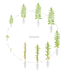 Wall Mural - Round crop stages of Sesame. Growing Sesame plant. Also called benne. Sesamum indicum. Vector flat Illustration circular animation progression.