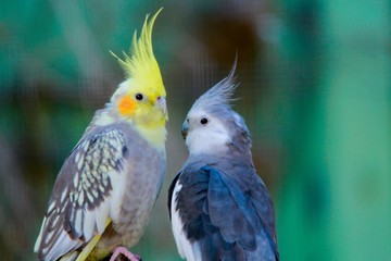 parrots on a branch