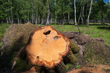 Fototapeta Las -  Stump of a tree falls in the forest
