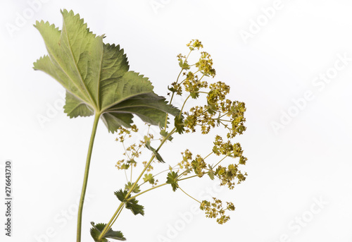 Fotografía Lady's Mantle - Alchemilla mollis - Medicinal Plant