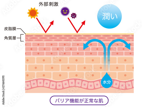 肌のバリア機能 皮膚構造 Adobe Stock でこのストックイラストを購入して 類似のイラストをさらに検索 Adobe Stock