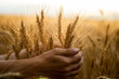 © V'yacheslav Partola - Wheat field.Hands holding wheat ears.Rich harvest Concept. Beautiful Nature Sunset Landscape.Sunny day in the countryside.