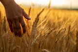 Fototapeta  - Wheat field.Female hand stroking touches of ripe ears of wheat.Rich harvest Concept. Beautiful Nature Sunset Landscape.Sunny day in the countryside.