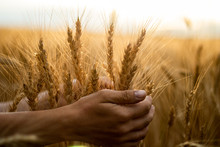 Wheat Field.Hands Holding Wheat Ears.Rich Harvest Concept. Beautiful Nature Sunset Landscape.Sunny Day In The Countryside.