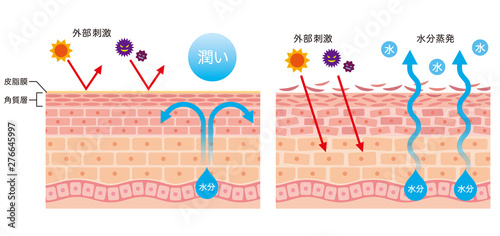 肌のバリア機能 皮膚構造 Stock Illustration Adobe Stock