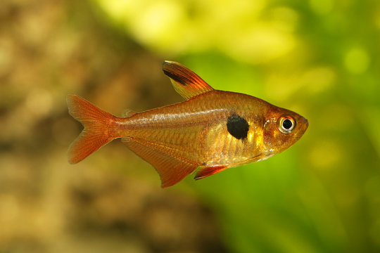 Aquarium fish Serpae Tetra Barb Hyphessobrycon serape eques 