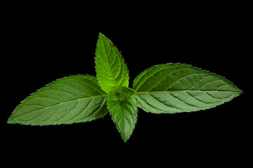 Peppermint leaf closeup