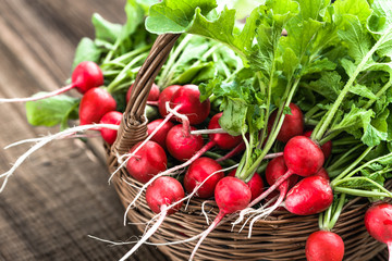 Wall Mural - Farm fresh vegetables. Organic, freshly harvested radishes on farmer market. Red radish bunch.