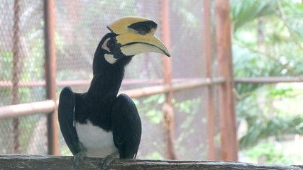 Close up portrait of a Great hornbill