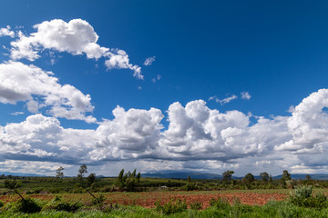 Wall Mural - Landscape blue sky with white clouds during day befor raining over agriculture land nature background