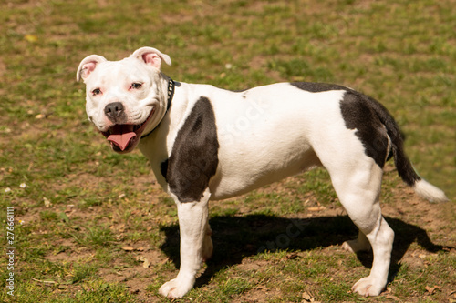 white staffordshire bull terrier for sale