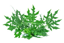 Chaya Leaf (Cnidoscolus Aconitifolius Or Cnidoscolus Chayamansa McVaugh) Isolated On White Background