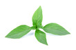 © nakornchaiyajina - Sweet basil leaves isolated on white background