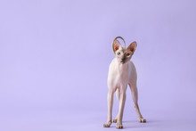 Sphynx Cat Half Yawn Free Stock Photo - Public Domain Pictures