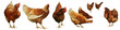 Chicken egg breeding Find your own natural food on white background.(with Clipping Path).