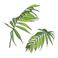 Wall Mural - Hand drawn  tropical summer design element: bright green palm tree leaves. 