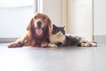 Poster - British shorthair and golden retriever friendly