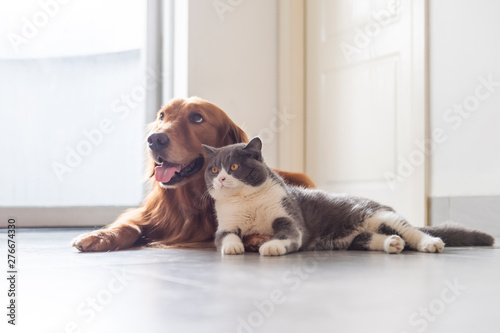 Cuadros en Lienzo British shorthair and golden retriever friendly