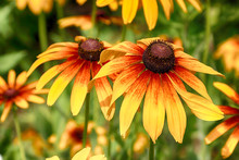 Rudbeckia Bicolor Is A Plant Genus In The Sunflower Family. The Species Are Commonly Called Coneflowers And Black-eyed-susans. Cultivated In Gardens For Their Showy Yellow And Red Flower Heads.