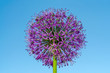 flower decorative bow with lilac petals in the shape of a ball with dew drops on a blue sky