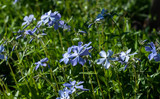 Fototapeta Kuchnia - Blue flowers of spring phlox on the background of greenery, photographed close-up